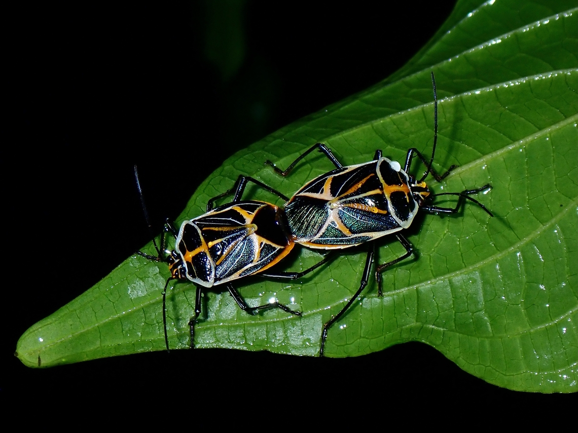 Stinky Couple! A pair of Stink Bug - Madates limbata Madates limbata,Malaysia,Penang,Stink Bug