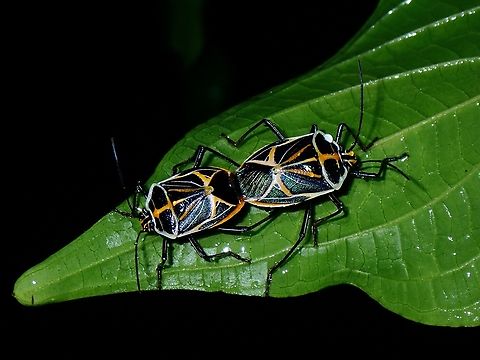 Stinky Couple! A pair of Stink Bug - Madates limbata Madates limbata,Malaysia,Penang,Stink Bug
