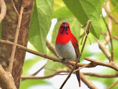 Staring at you! Always a pleasure to see this bright coloured male Sunbird. Aethopyga temminckii,Bird,Malaysia,Sabah,Sunbird,Temminck's Sunbird