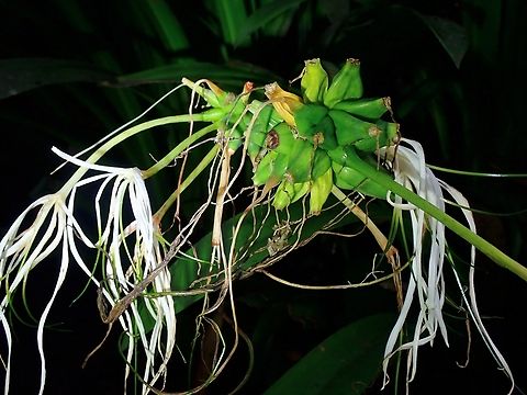 Beach Spider Lily - Hymenocallis littoralis  Beach Spider Lily,Flower,Hymenocallis littoralis,Malaysia,Penang,Plant