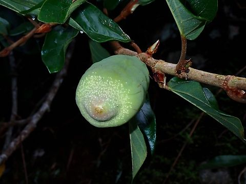 Climbing Ficus - Ficus pumila  Climbing Ficus,Ficus,Ficus pumila,Fruit,Malaysia,Penang,Plant