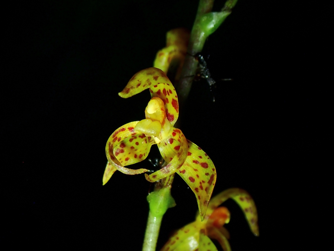 Orchid - Plocoglottis javanica  Flower,Kedah,Malaysia,Orchid,Plocoglottis javanica,Sedim