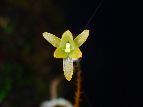 Tiny Orchid - Taeniophyllum hirtum  Flower,Malaysia,Orchid,Sabah,Taeniophyllum hirtum