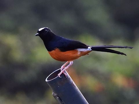 White-Crowned Sharma - Copsychus malabaricus stricklandii Sub-species Copsychus malabaricus stricklandii Bird,Copsychus malabaricus stricklandii,Copsychus stricklandii,Malaysia,Sabah,Sharma,White-Crowned Shama