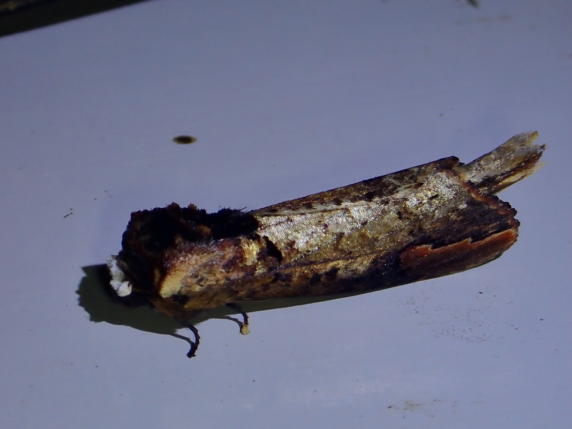 Prominent Moth - Phalera javana  Malaysia,Moth,Phalera javana,Prominent Moth,Sabah