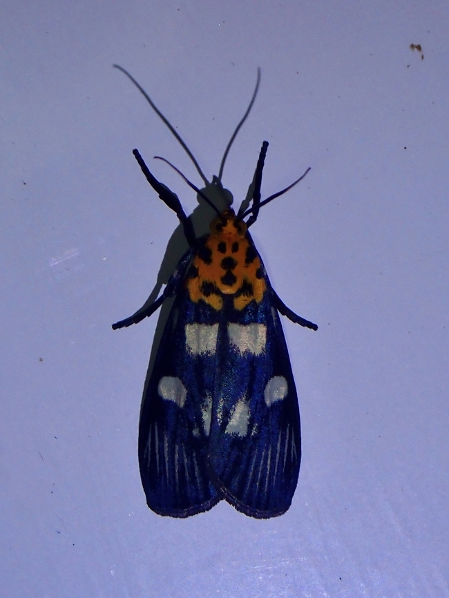 Snout Moth - Vitessa teleroma  Malaysia,Moth,Sabah,Snout Moth,Vitessa teleroma