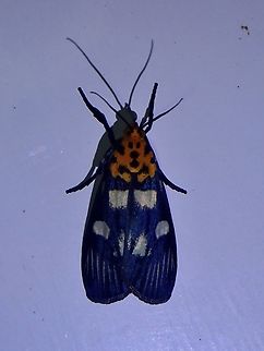 Snout Moth - Vitessa teleroma  Malaysia,Moth,Sabah,Snout Moth,Vitessa teleroma