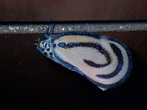 Bythopsyrna circulata