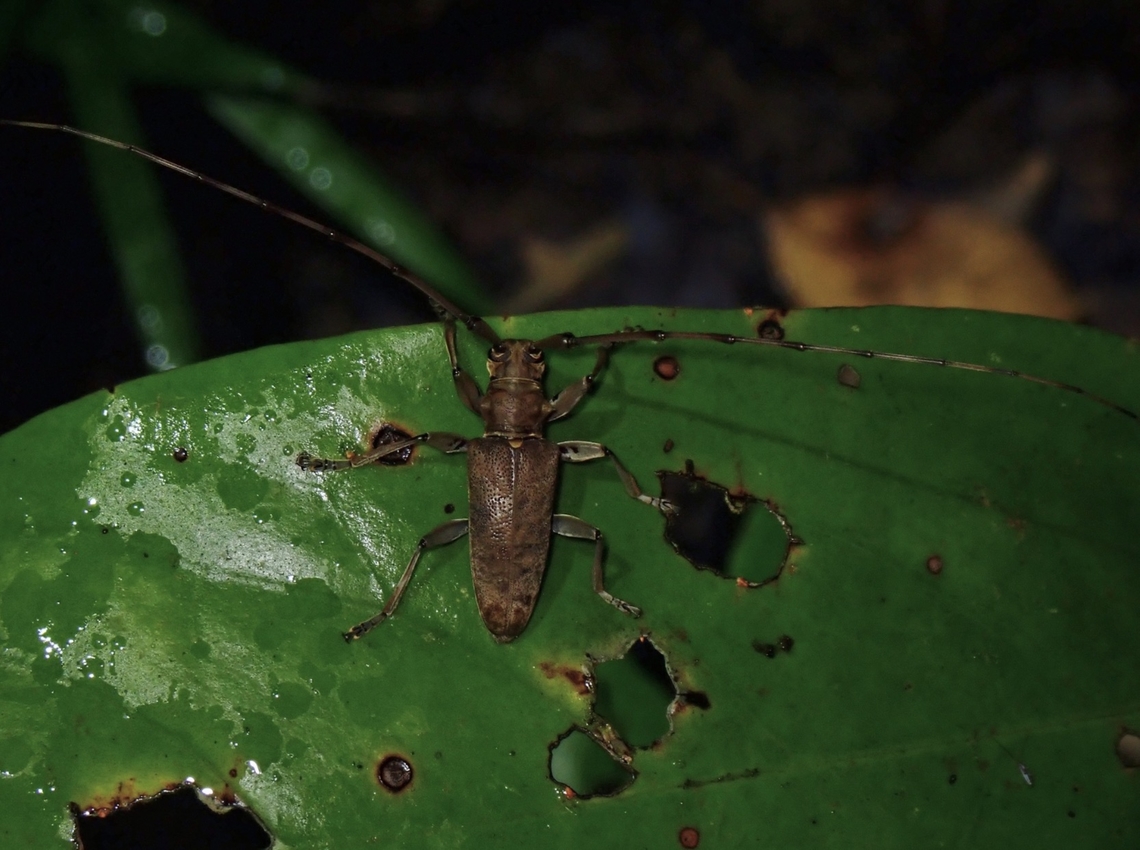 Flat-Faced Longhorn Beetle - Acalolepta palawana  Acalolepta palawana,Beetle,Flat-Faced Longhorn Beetle,Longhorn Beetle,Palawan,Philippines