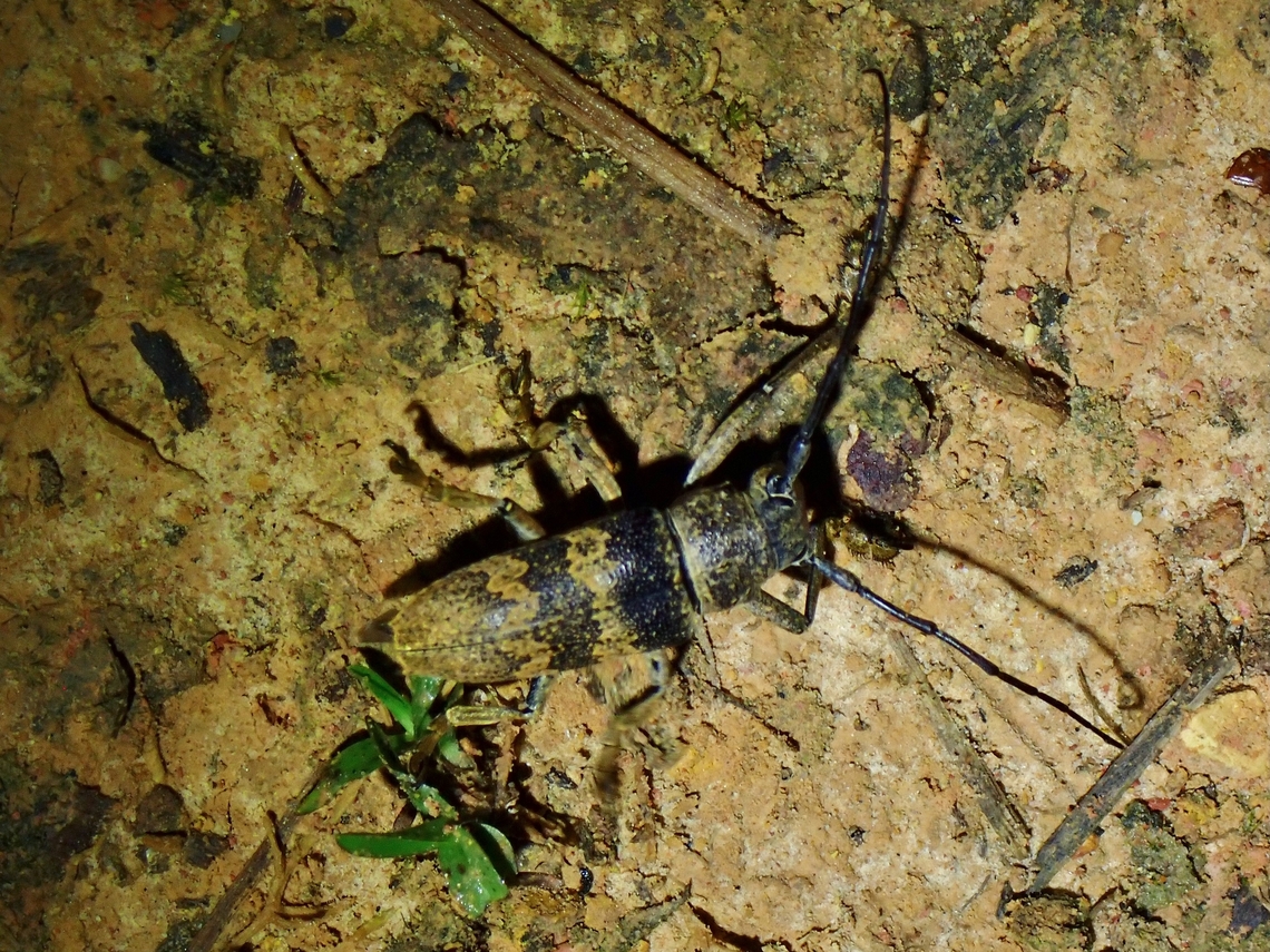 Flat-Faced Longhorn Beetle - Abryna rubeta  Abryna rubeta,Beetle,Flat-Faced Longhorn Beetle,Longhorn Beetle,Malaysia,Sabah