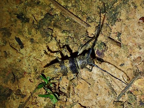 Flat-Faced Longhorn Beetle - Abryna rubeta  Abryna rubeta,Beetle,Flat-Faced Longhorn Beetle,Longhorn Beetle,Malaysia,Sabah