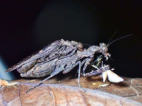 Mating & Eating! Not the most colourful of Praying Mantis, almost all black and doesn't stands out, probably the reason why it is seldom photographed, or possibly more difficult to find as it is well camouflaged.

This pair was found busy mating and it looks like the male is trying to be inconspicuous to avoid getting eaten while the female is busy eating a moth, which got attracted by our light and she was super fast at grabbing it! Malaysia,Mantis,Myrcinus tuberosus,Praying Mantis,Sabah