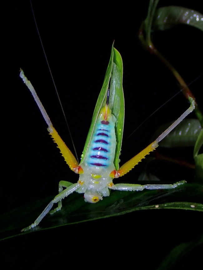 Colourful Flip! This Katydid was seen on a rainy night, in a position difficult to take clear pics of, I had to move some leaves and also the leaf she was resting on, when she flew to a nearby leaf and showing defensive posture as seen in the picture, showing her brightly coloured underside.<br />
<br />
It was worth being out in the middle of the night, cold and wet to get to see this :D Katydid,Leaf Katydid,Malaysia,Phyllomimus unicolor,Sabah
