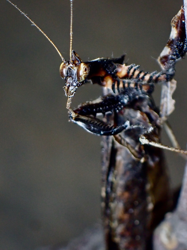 Flower Mantis - Parablepharis kuhlii Not the typical brightly coloured Flower Mantis, this was a rarer find and she has a &#039;tiny horn&#039; on her head. Flower Mantis,Malaysia,Mantis,Parablepharis kuhlii,Praying Mantis,Sabah