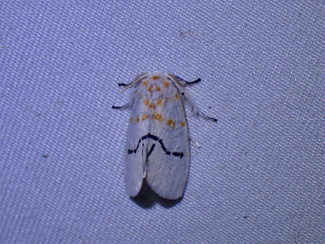 Tussock Moth - Euproctis albolyclene  Euproctis albolyclene,Malaysia,Moth,Sabah,Tussock Moth