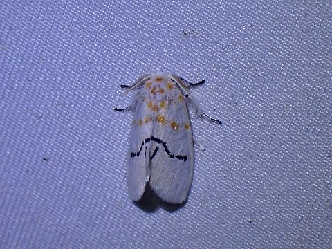 Tussock Moth - Euproctis albolyclene  Euproctis albolyclene,Malaysia,Moth,Sabah,Tussock Moth