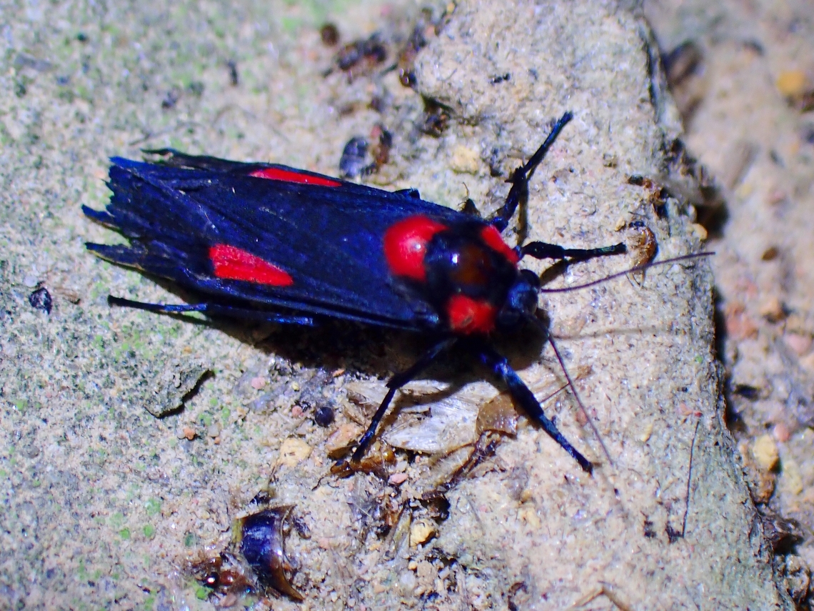 Lichen Moth - Cyana tettigonioides  Cyana tettigonioides,Lichen Moth,Malaysia,Moth,Sabah
