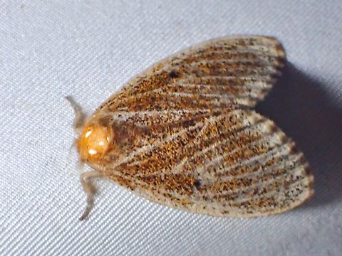 Tussock Moth -  Nygmia fumosa  Malaysia,Moth,Nygmia fumosa,Sabah,Tussock Moth