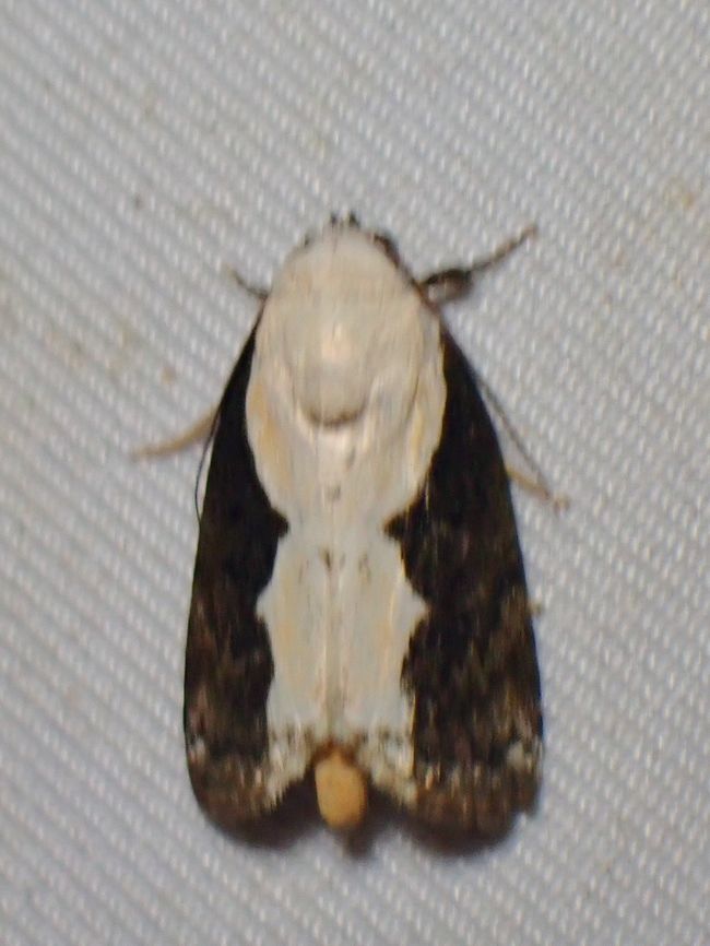 Tufted Moth - Tathothripa continua  Malaysia,Moth,Sabah,Tathothripa continua,Tufted Moth