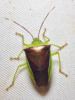 Stink Bug - Neojurtina typica  Malaysia,Neojurtina typica,Sabah,Stink Bug