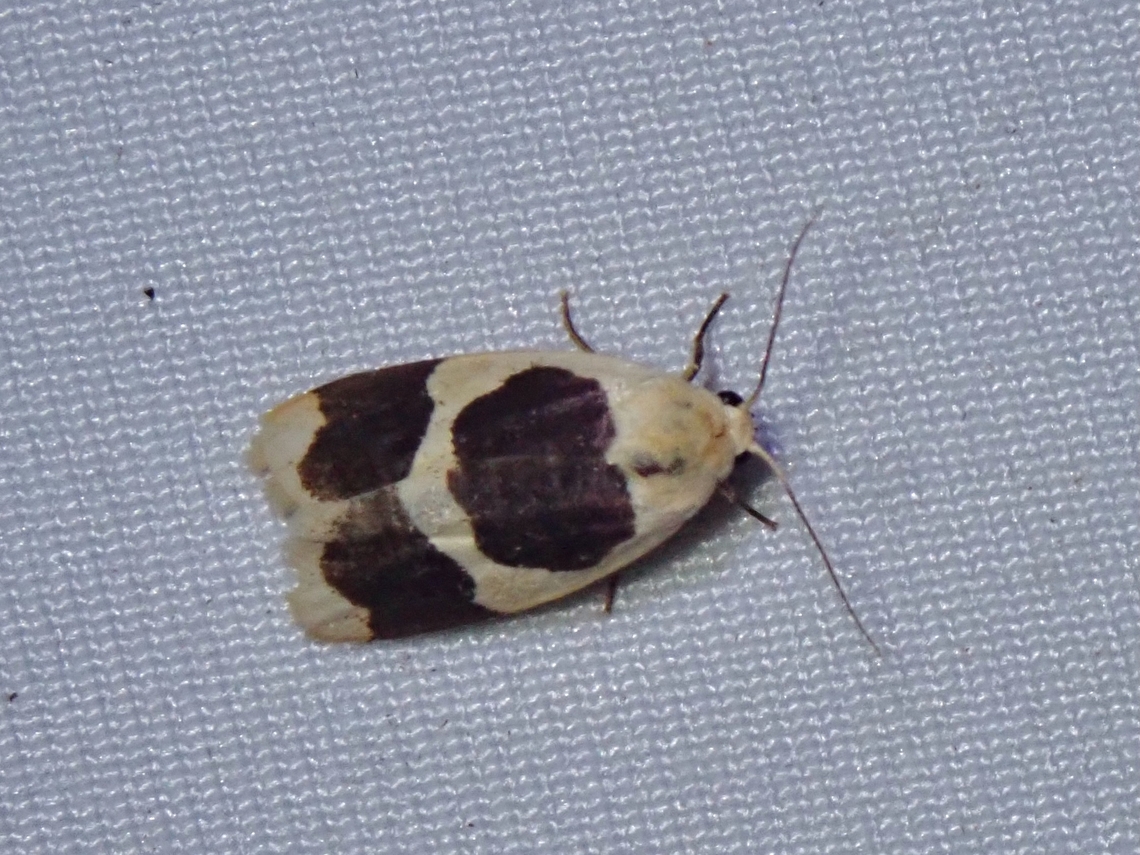 Lichen Moth - Garudinia truncata  Garudinia truncata,Lichen Moth,Malaysia,Moth,Sabah
