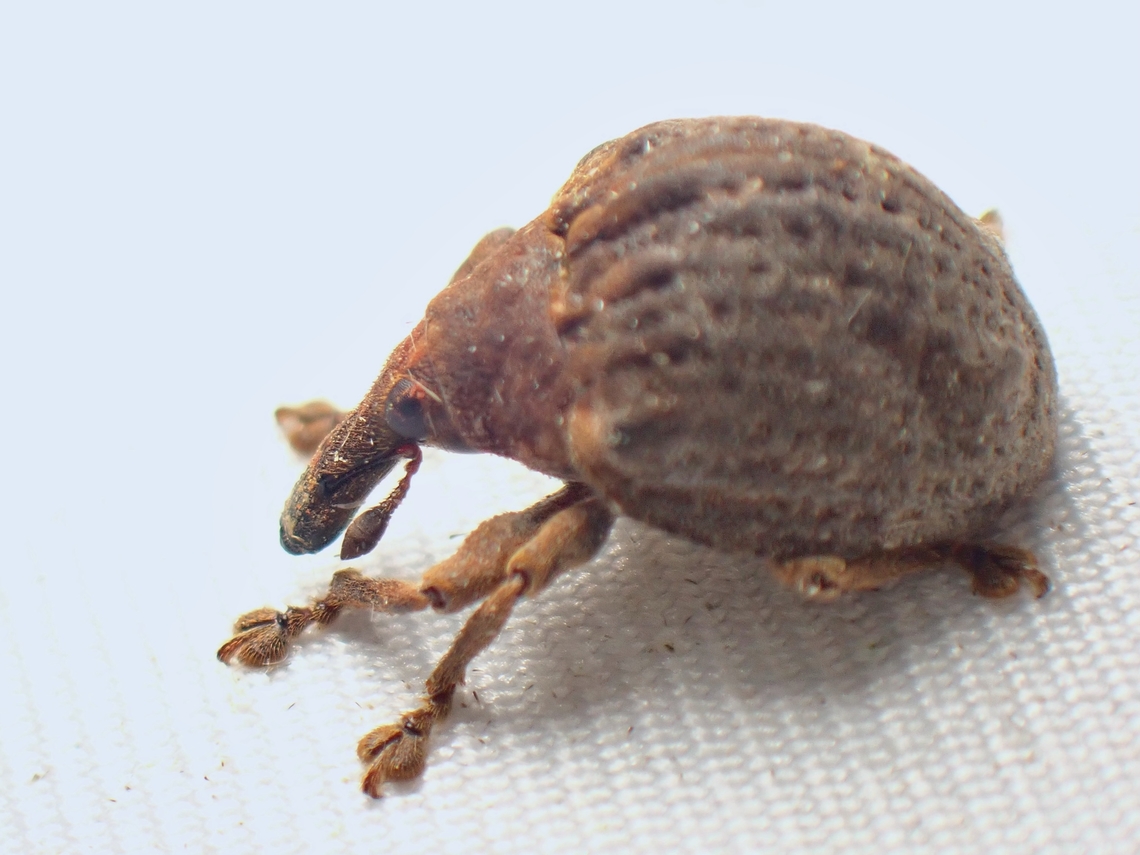 Fig Weevil - Omophorus wallacei  Fig Weevil,Malaysia,Omophorus wallacei,Sabah,Weevil