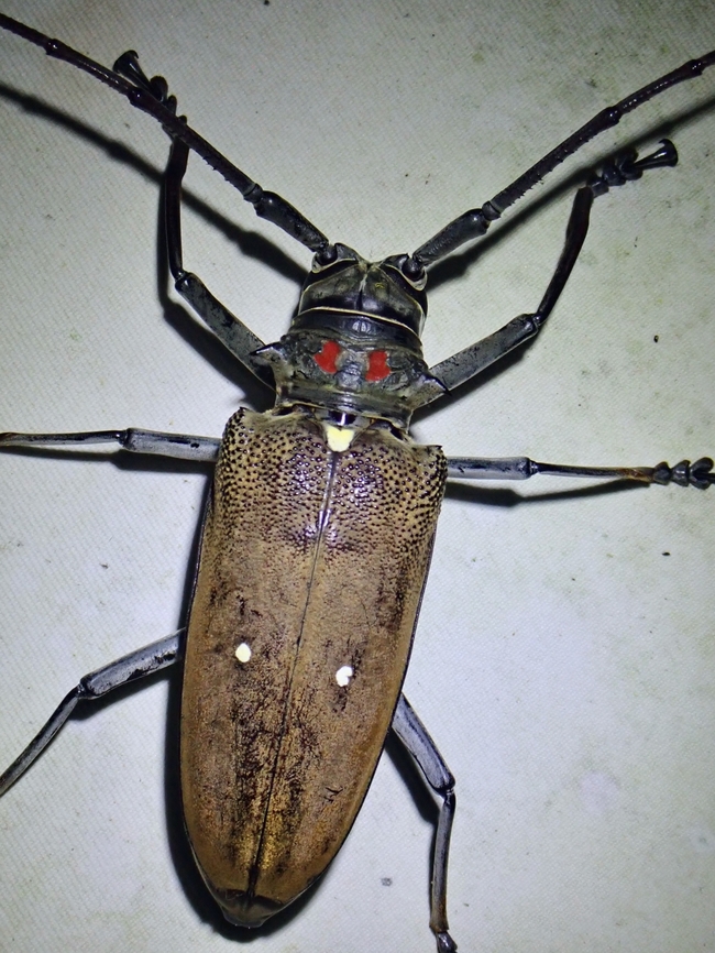 Flat-Faced Longhorn Beetle - Batocera thomsonii  Batocera thomsonii,Beetle,Flat-Faced Longhorn Beetle,Longhorn Beetle,Malaysia,Sabah