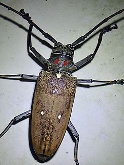 Flat-Faced Longhorn Beetle - Batocera thomsonii  Batocera thomsonii,Beetle,Flat-Faced Longhorn Beetle,Longhorn Beetle,Malaysia,Sabah