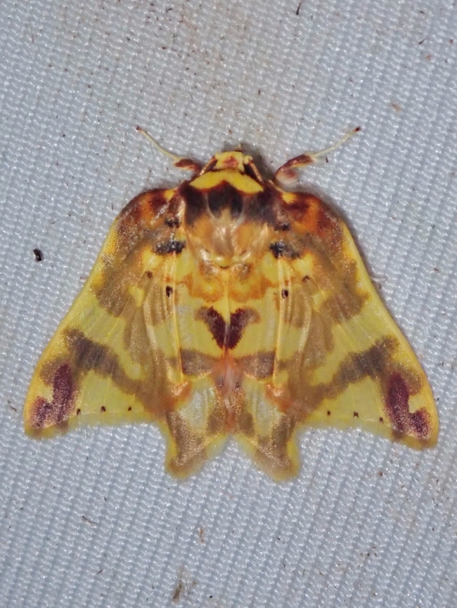 Rare!  Cossedia proesei,Malaysia,Moth,Sabah,Tufted Moth