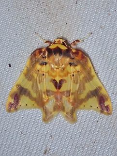 Rare!  Cossedia proesei,Malaysia,Moth,Sabah,Tufted Moth