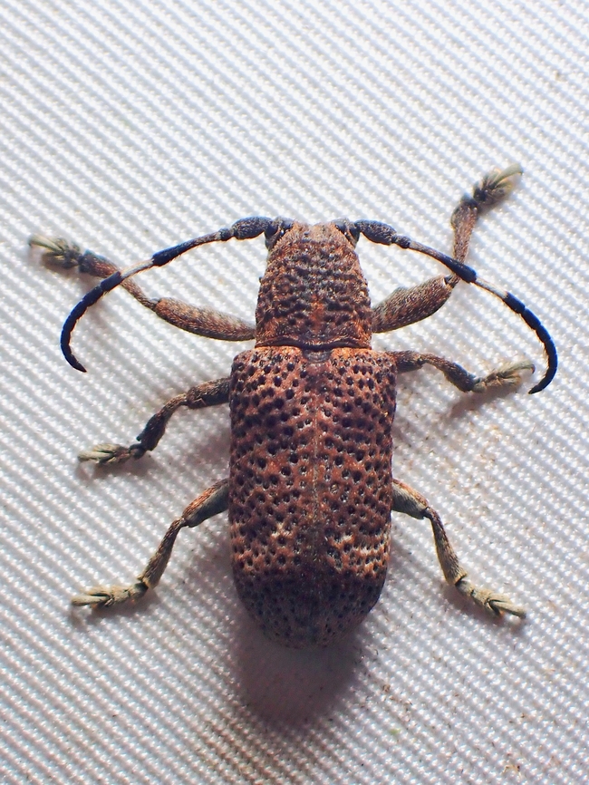 Flat-Faced Longhorn Beetle - Cyardium variegatum  Beetle,Cyardium variegatum,Flat-Faced Longhorn Beetle,Longhorn Beetle,Malaysia,Sabah