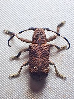 Flat-Faced Longhorn Beetle - Cyardium variegatum  Beetle,Cyardium variegatum,Flat-Faced Longhorn Beetle,Longhorn Beetle,Malaysia,Sabah