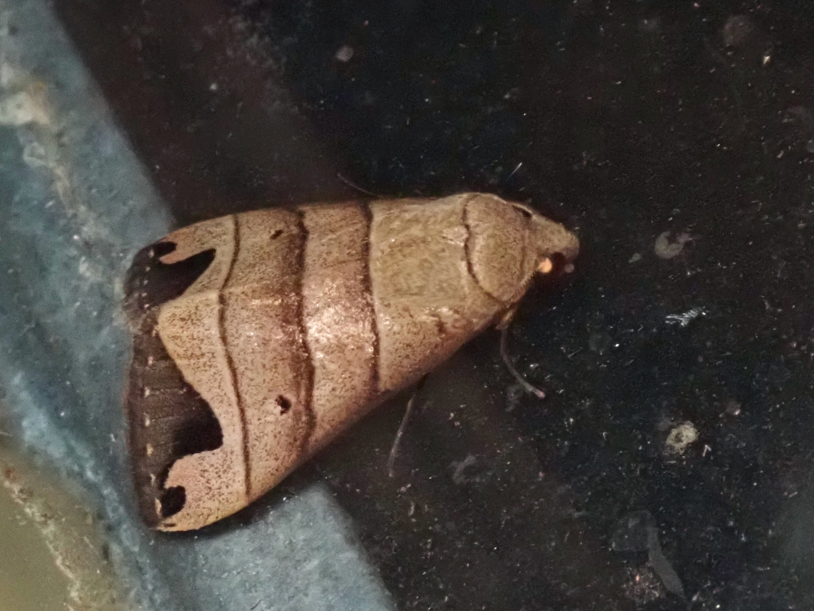 Moth - Bocula bifaria  Bocula bifaria,Malaysia,Moth,Sabah