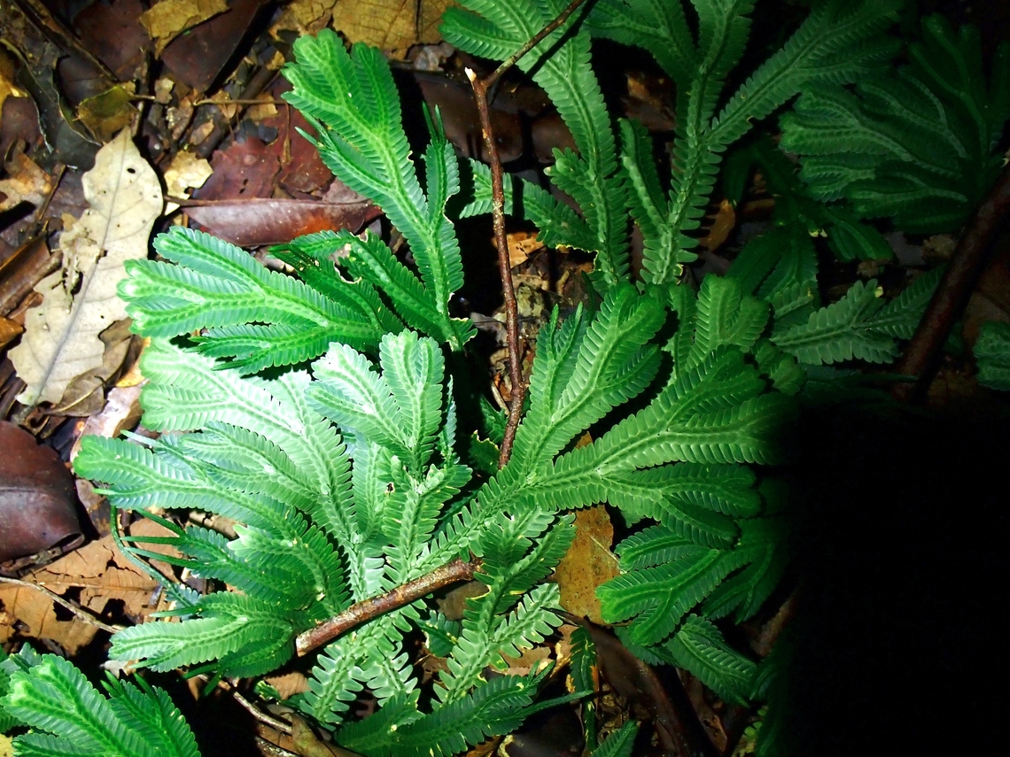Spikemoss - Selaginella intermedia x3 Malaysia,Sabah,Selaginella intermedia,Spikemoss
