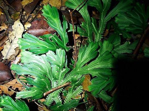 Spikemoss - Selaginella intermedia x3 Malaysia,Sabah,Selaginella intermedia,Spikemoss