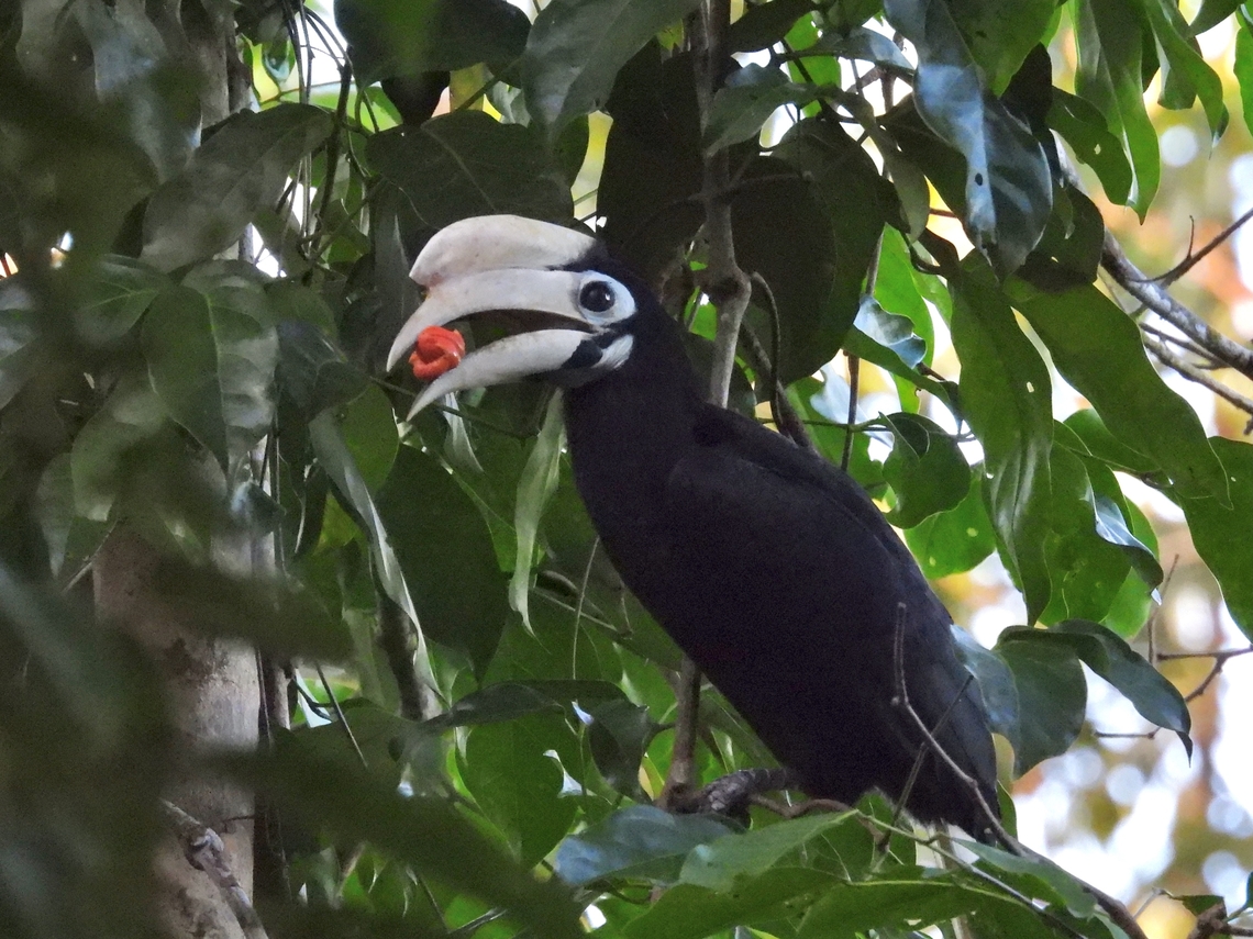 Breakfast A group of Hornbills flew in front of our camp while we were having breakfast, they were enjoying their breakfast too :D<br />
<br />
x3 Anthracoceros marchei,Bird,Hornbill,Palawan,Palawan Hornbill,Philippines