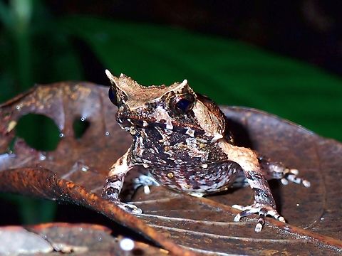 Palawan Horned Frog - Pelobatrachus ligayae Surprised encounter with this Juvenile during day time, as usually, more likely to see them at night.

This Palawan Horned Frog is endemic to the island of Palawan. Frog,Horned Frog,Palawan,Palawan Horned Frog,Pelobatrachus ligayae,Philippines