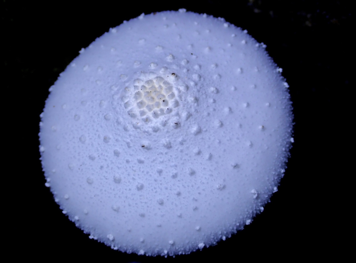 Pancake? Top view of Mushroom Leucocoprinus cretaceus,Malaysia,Mushroom,Penang