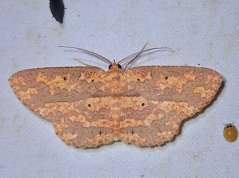 Moth - Borbacha altipardaria  Borbacha altipardaria,Malaysia,Moth,Sabah