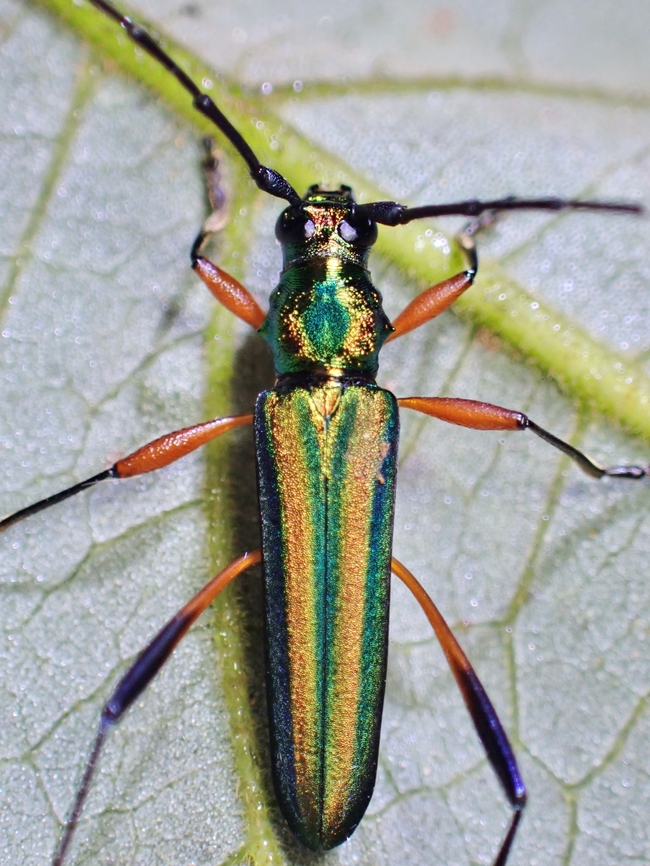 Longhorn Beetle - Chloridolum accensum x2<br />
<br />
Chloridolum accensum is a Longhorn Beetle from the Family Cerambycide.  From the species scientific name, it is already known which genus it belongs to. Beetle,Chloridolum accensum,Longhorn Beetle,Palawan,Philippines