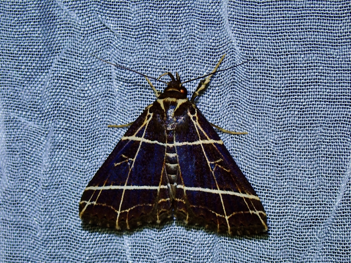 Moth - Fobeades crucialis x3 Fobeades crucialis,Moth,Palawan,Philippines