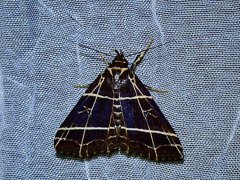 Moth - Fobeades crucialis x3 Fobeades crucialis,Moth,Palawan,Philippines