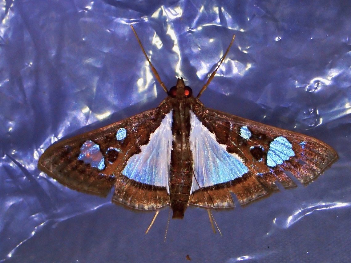 Pearl Moth - Glyphodes bivitralis  Glyphodes bivitralis,Moth,Palawan,Pearl Moth,Philippines