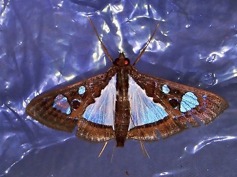 Pearl Moth - Glyphodes bivitralis  Glyphodes bivitralis,Moth,Palawan,Pearl Moth,Philippines