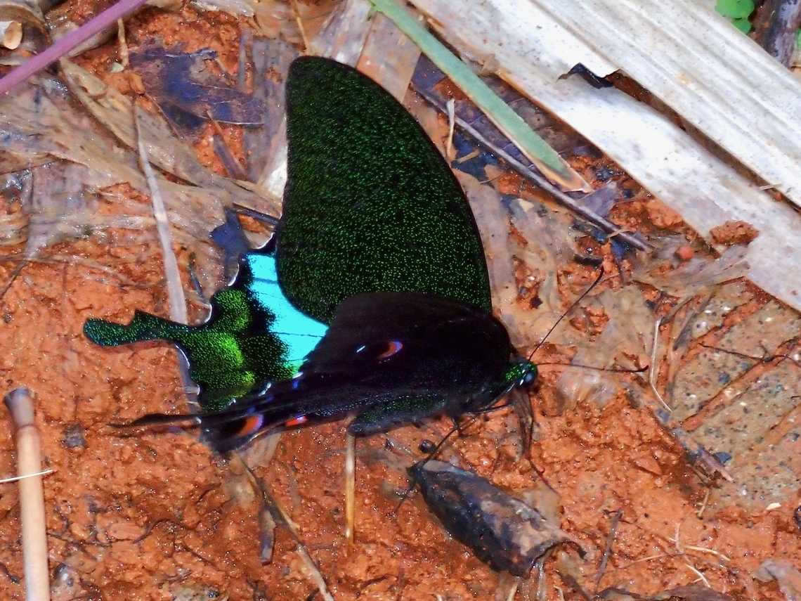 Jungle Jade Swallowtail Sub-species Achillides karna irauana, endemic to the island of Palawan Island.<br />
Synonym Papilio karna irauana<br />
Family Papilionidae Achillides karna,Achillides karna irauana,Butterfly,Jade Swallowtail,Jungle Jade Swallowtai,Jungle Jade Swallowtail,Palawan,Papilio karna irauana,Philippines,Swallowtail
