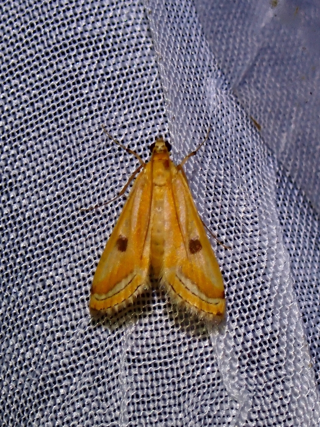 China-Mark Moth - Eoophyla naumanni  China-Mark Moth,Eoophyla naumanni,Moth,Palawan,Philippines