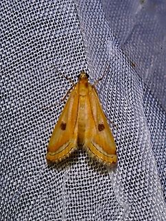 China-Mark Moth - Eoophyla naumanni  China-Mark Moth,Eoophyla naumanni,Moth,Palawan,Philippines