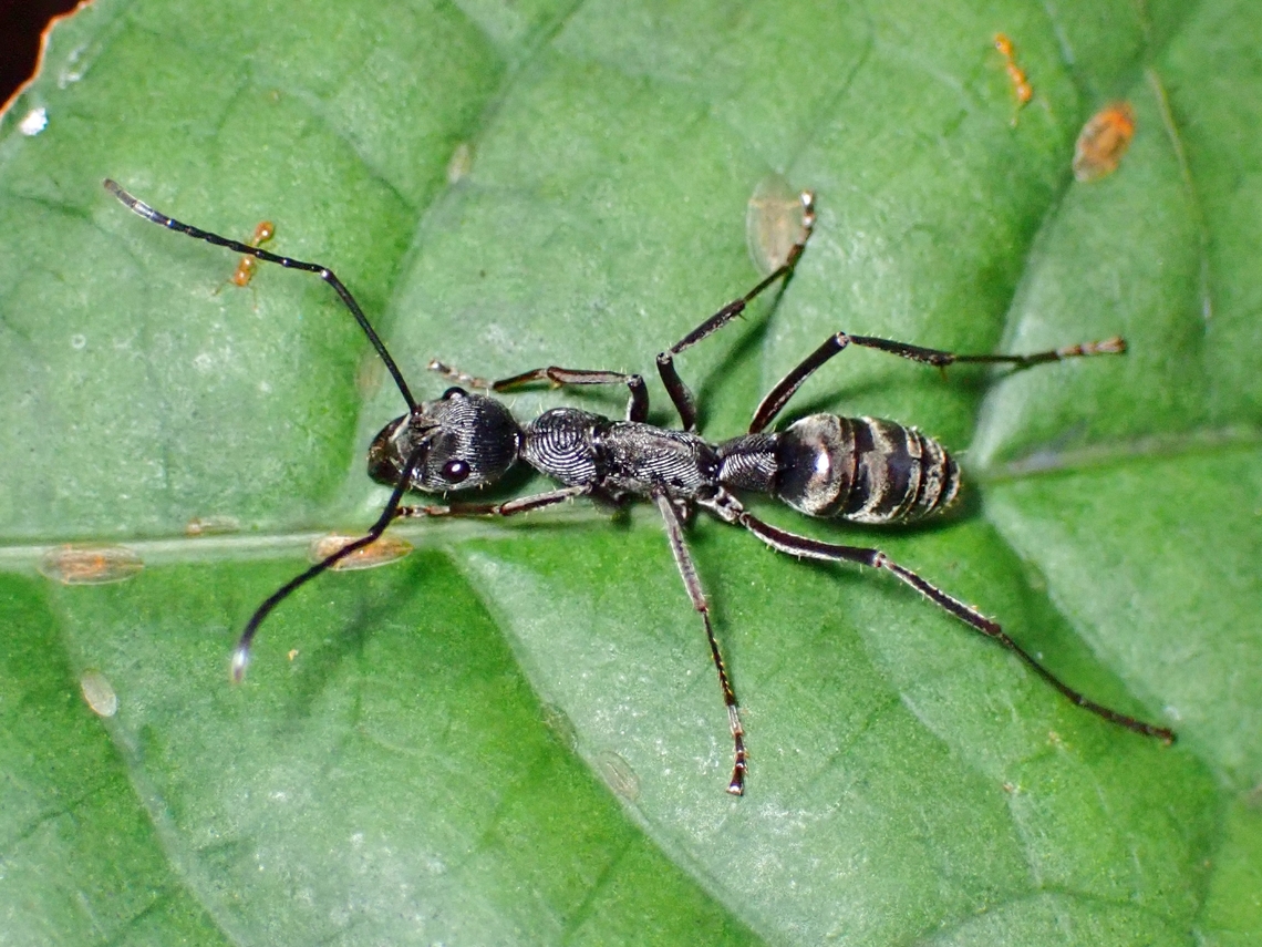 Ant - Diacamma concentricum Diacamma concentricum is a species of Ant from Family Formicidae.<br />
This species is endemic to the island of Palawan. Ant,Diacamma concentricum,Palawan,Philippines
