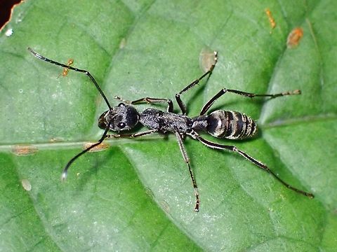 Ant - Diacamma concentricum Diacamma concentricum is a species of Ant from Family Formicidae.
This species is endemic to the island of Palawan. Ant,Diacamma concentricum,Palawan,Philippines