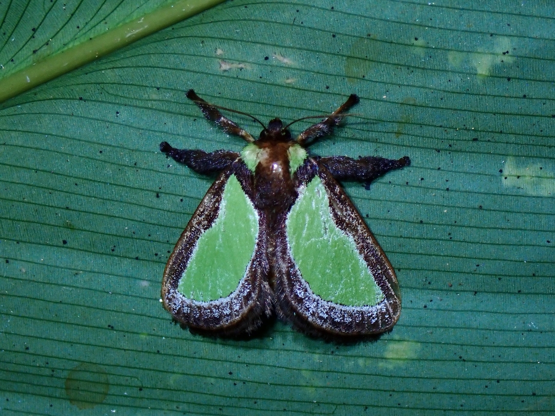 Stinging Slug Moth - Parasa darma x4  Moth,Palawan,Parasa darma,Philippines,Stinging Slug Moth
